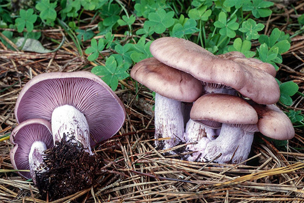 Les avantages et les inconvénients des champignons de sorgho