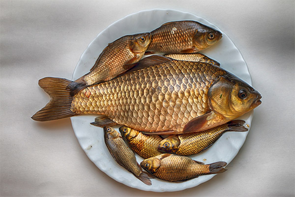 The benefits and harms of crucian carp