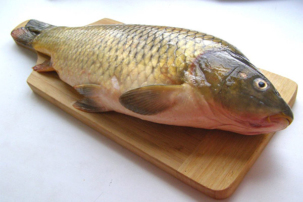 The benefits and harms of carp