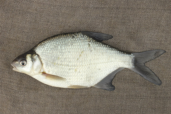 Benefits and harms of bream