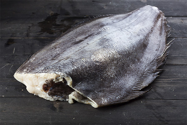 Usefulness and harm of halibut
