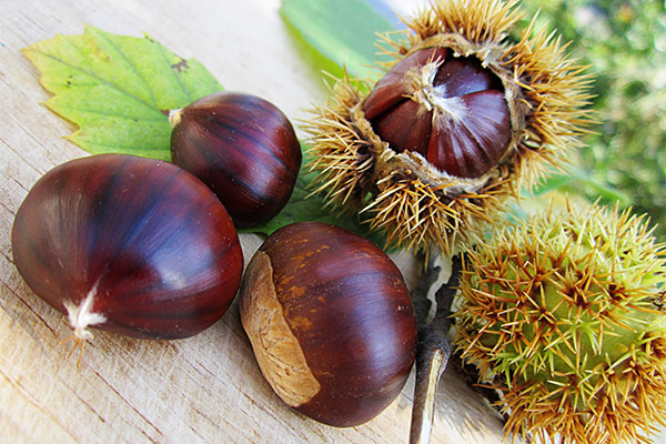 The benefits and harms of edible chestnuts