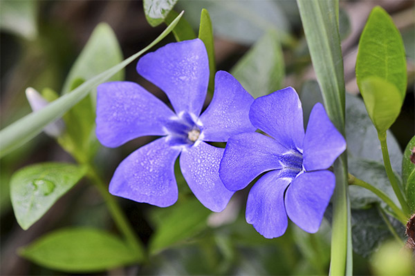 Use of periwinkle in cosmetology