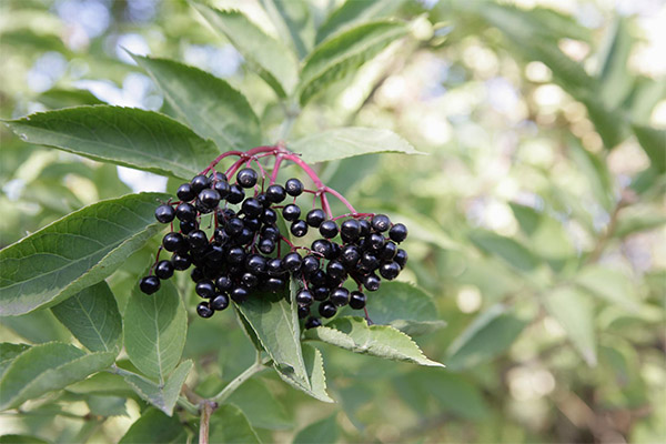 Hyldebær i traditionel medicin
