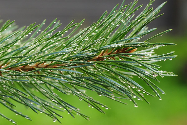 The use of pine needles in cosmetology