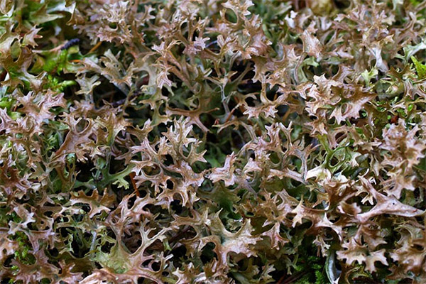 Icelandic moss in cosmetology