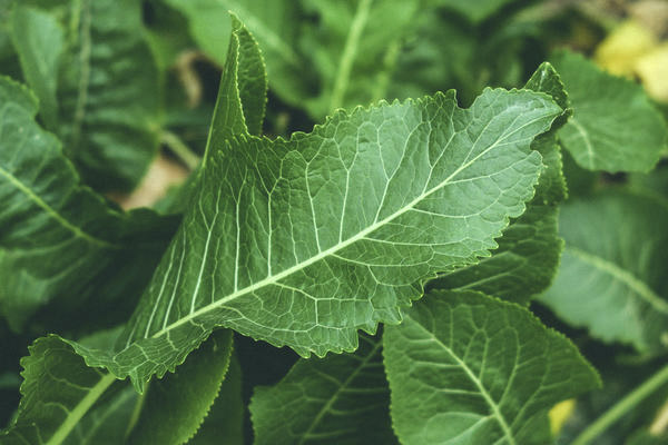 Utilization of horseradish leaves in cosmetology