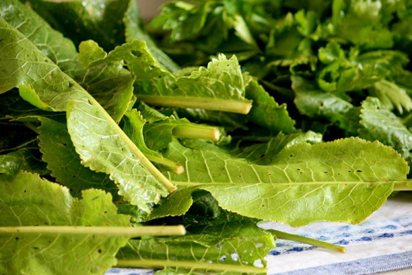 Utilisations culinaires des feuilles de raifort