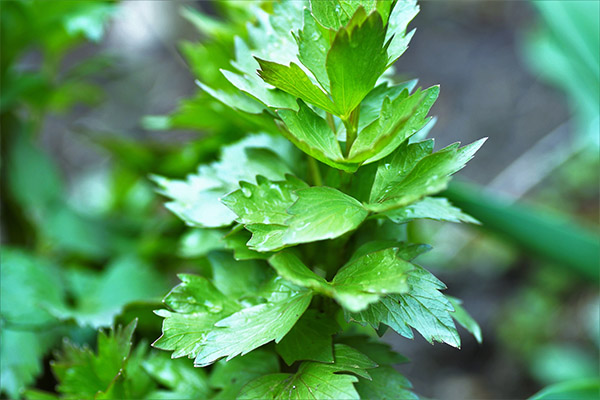 The use of lovage in cosmetology