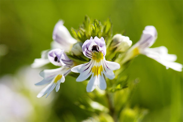 Eyebright use in cosmetology