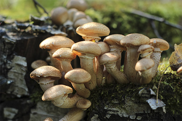 Utilisation médicale des champignons de hêtre