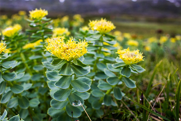 Rhodiola in cosmetology