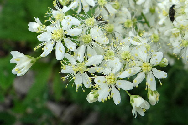 The use of meadowsweet in cosmetology