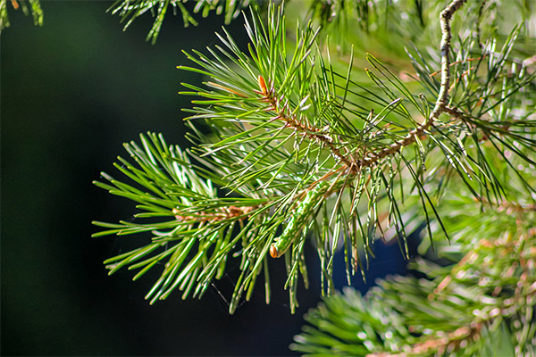 Contraindications to the use of pine needles