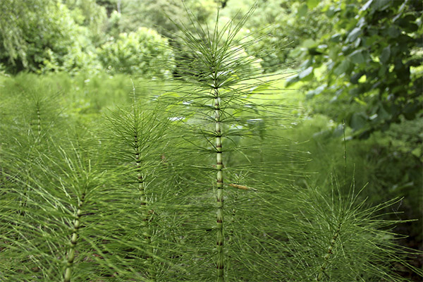 Contraindications to the use of horsetail