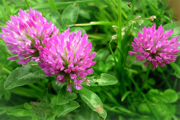 Contraindications to the use of clover