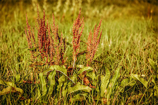Contraindications to the use of horse sorrel