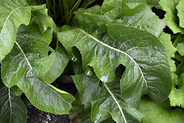 Contraindications for use of horseradish leaves