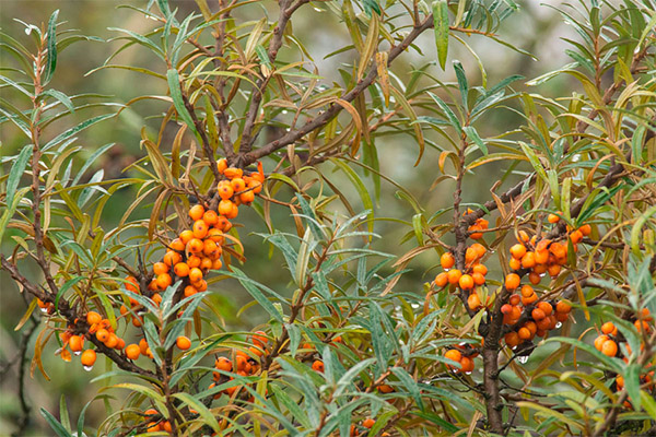 Contraindications to the use of sea buckthorn leaves