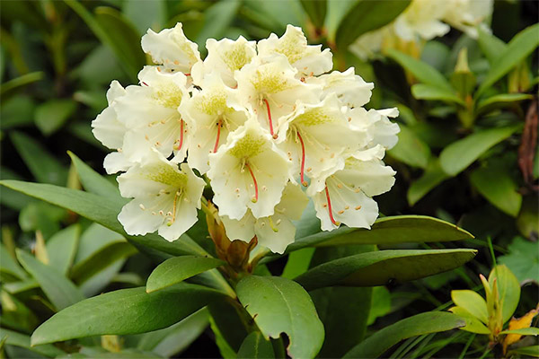 Kontraindikationer for brugen af rhododendron