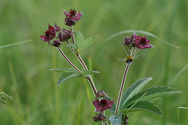 Contraindications to the use of cinquefoil