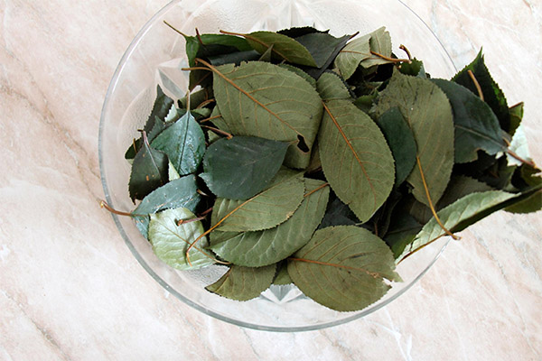 Types of medicinal compositions with cherry leaves