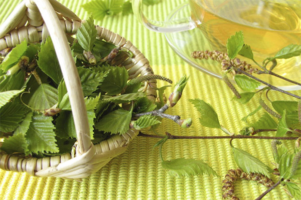 Birch leaves in traditional medicine