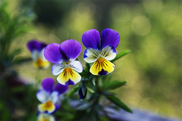 Tricolor Violett