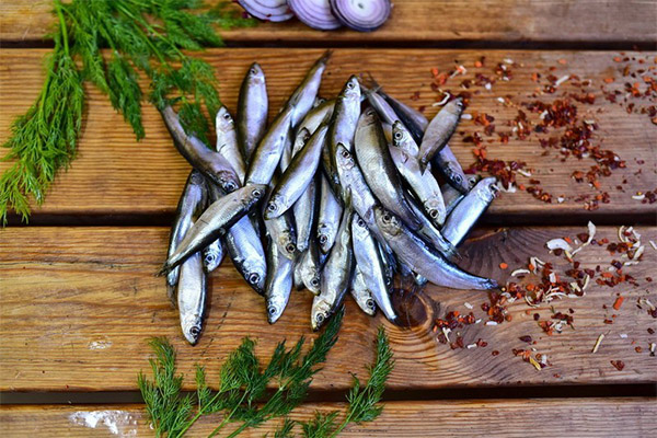 Interesting facts about sprat