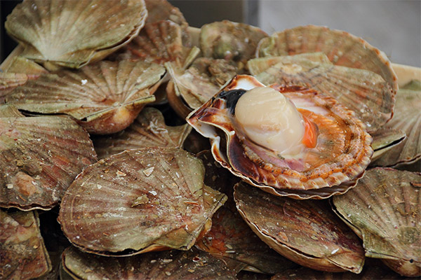 Interesting facts about scallops