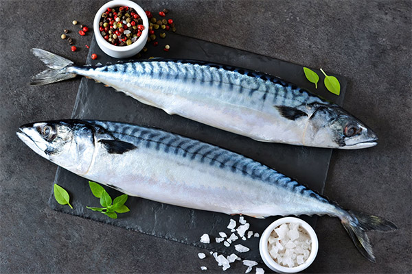 Interesting facts about mackerel