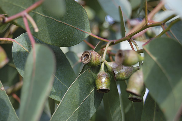 Eucalyptus in folk medicine