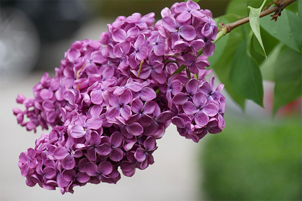 How to use lilacs in cooking