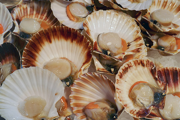 How to choose and store scallops