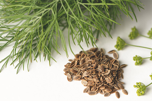 Welche Samen Sie bei Gastritis essen können und welche nicht