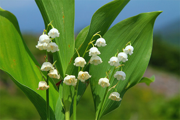 Lily of the valley in folk medicine