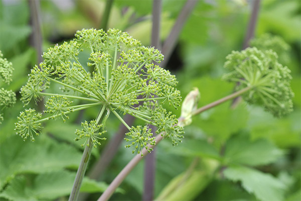 Therapeutic properties of angelica