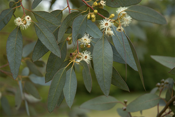 Eucalyptus medicinske egenskaber