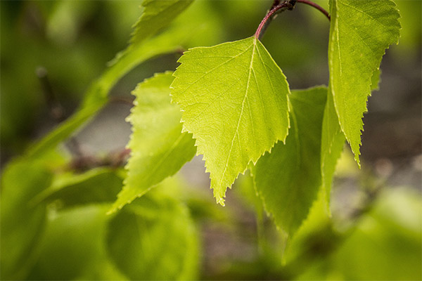Therapeutic properties of birch leaves