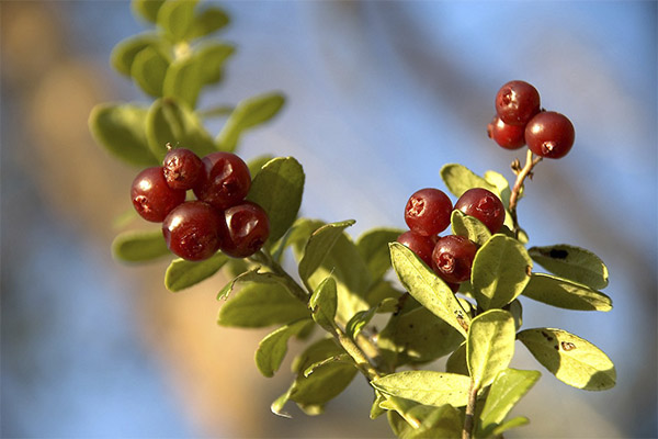 Cranberry Blatt Medizinische Eigenschaften