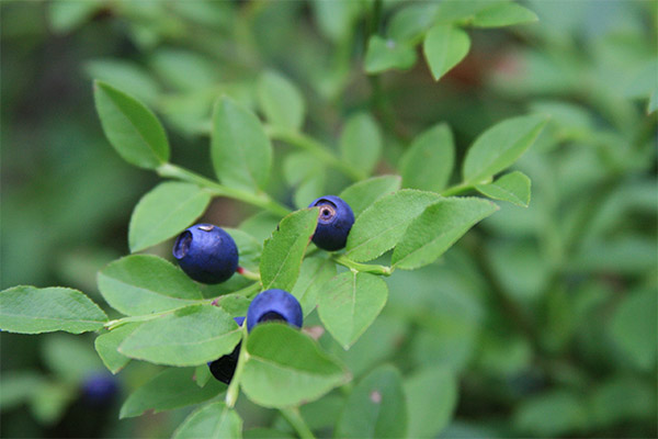 Therapeutic properties of blueberry leaves