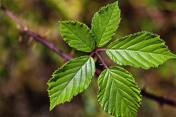 Therapeutic properties of blackberry leaves