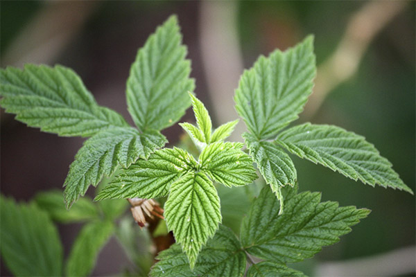 Therapeutic properties of raspberry leaves
