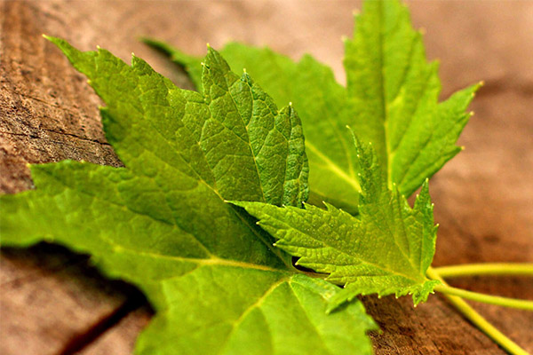 Therapeutic properties of currant leaves