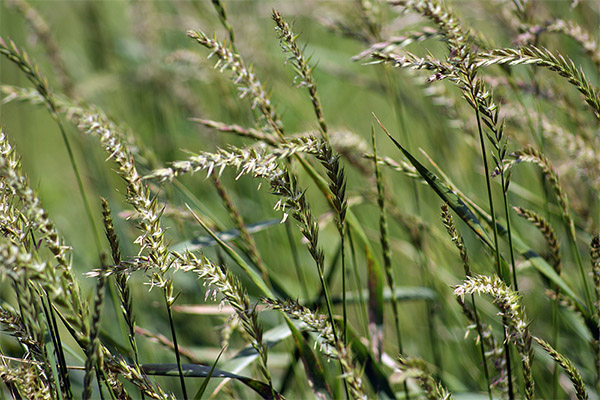 Therapeutische Eigenschaften von Weizengras
