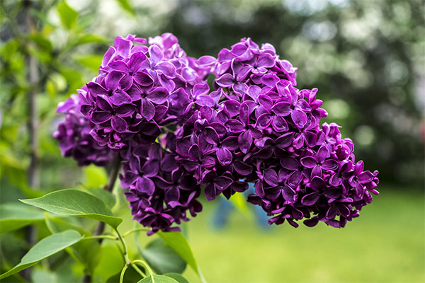 Therapeutic properties of lilacs