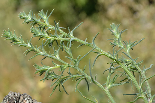 Therapeutic properties of Salsola hills