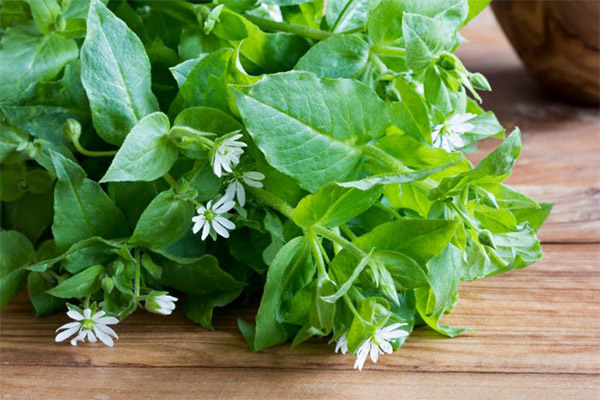 Herbs properties of woodlice