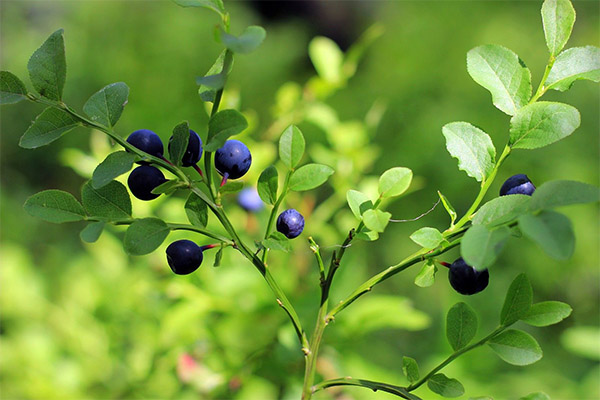 Blueberry leaves in folk medicine