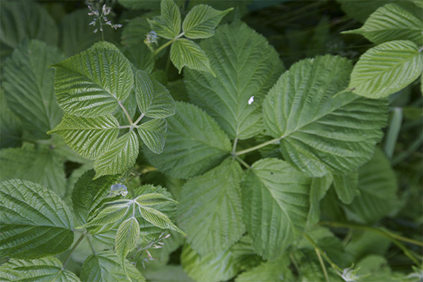 Blackberry leaves in traditional medicine